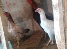 Heyrati quşları