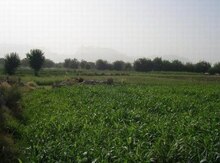 200 sot torpaq sahəsi, Xaçmaz r.