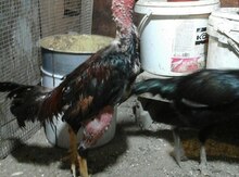 Ozbək toyuğu