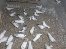 Göyərçinlər