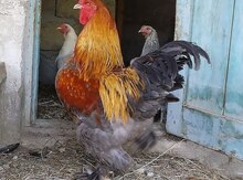Brama toyuğu