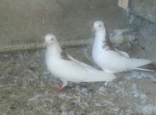 Göyərçin