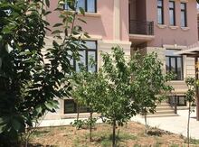 Həyət evi, Binəqədi r.