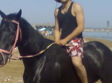 Ingilis atı