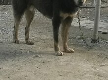 Çoban iti