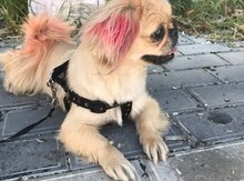 Pekines