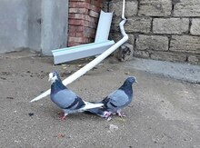 Göyərçin