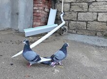 Göyərçinlər
