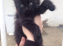 Pişiklər etibarlı əllərə verilir!