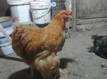 Koken dev xoruzu