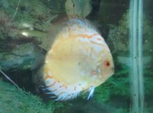 Akvarium balığı