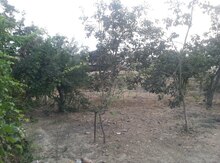 2.3 sot torpaq sahəsi, Sulutəpə qəs.