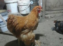 Koxinxin toyuğu
