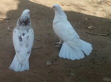 Göyərçin