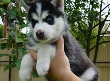 Haski