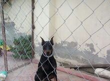 Doberman