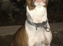 Pitbul (cütləşdirmək üçün)