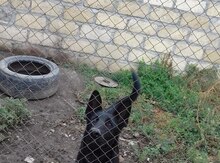 Alman ovçarkası (cütləşdirmək üçün)