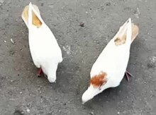 Göyərçinlər
