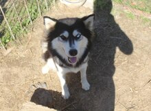 Haski