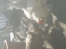 Brama