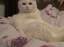 Шотланский кот для связки