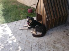 İt yuvasi
