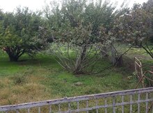 7 sot torpaq sahəsi, Sabunçu r.
