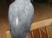 Tutuquşu