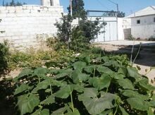 Həyət evi, Sabunçu r.