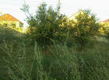 20 sot torpaq sahəsi, Saray qəs.