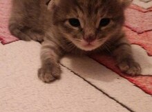 Отдам в добрые руки котенка