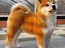 Akita uni