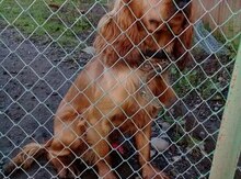 Koker spaniel