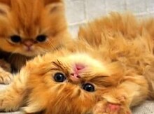 Персидские котята