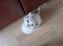 Anqora pişiyi