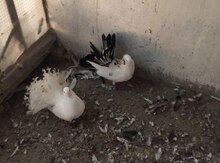 Pavlın