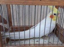 Karella