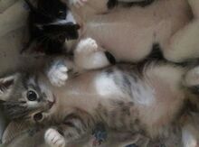 Отдам котят в добрые руки