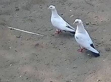 Göyərçinlər