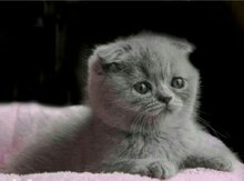 Вислоухие котята