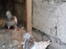 Göyərçin