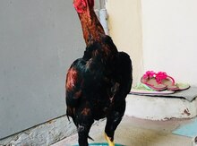 Heyratı beçə