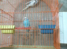Tutuquşu