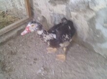 Ördək