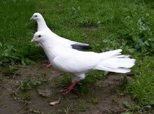 Göyərçinlər