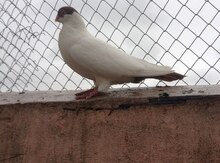 Göyərçinlər