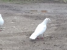 Göyərçinlər