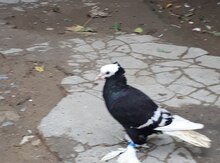 Göyərçin