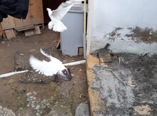 Göyərçin